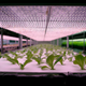 Lettuce factory